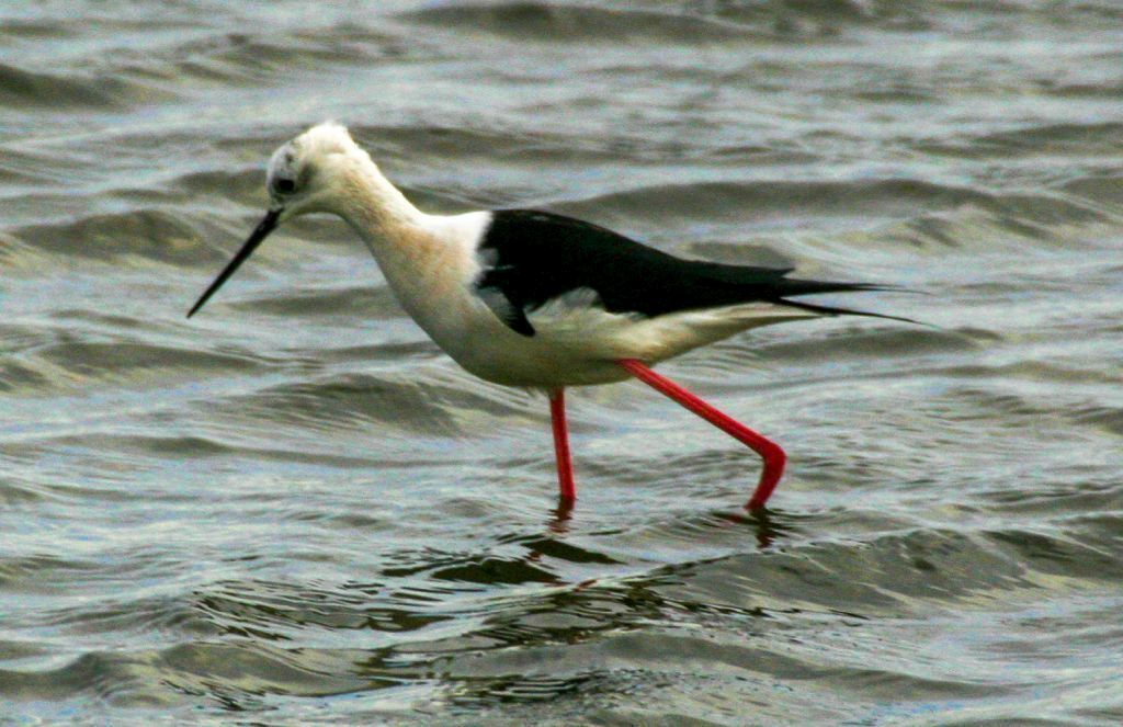 Black-winged Stilt (Himantopus himantopus) Wading